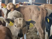Rinder (Partie, Geschlecht nicht angegeben), Simmental cattle — Foto 4