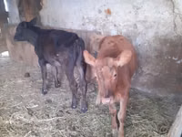 母牛, Cattle — 照片 5