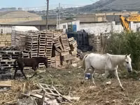 Caballos (lote, sexo no especificado), Caballos — foto 2