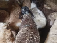 公羊, Sheep — 照片 5
