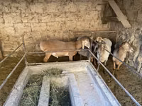 Carnero, Arashan sheep — foto 3