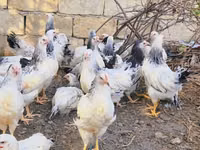 براهما — الصورة 2