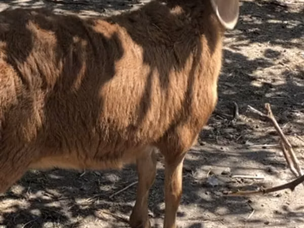نعجة, Hissar sheep — قيرغيزستان