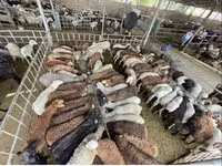 Qoʻy, Krasnoyarsk sheep — 6-rasm