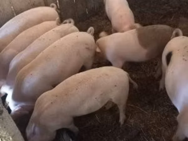 公猪, Pigs