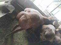 Schaf, Arashan sheep — Foto 5