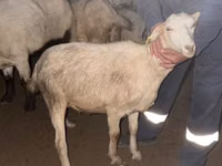 Cabra, Alpine goat — foto 7