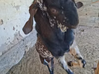 Теке, Beetal goats — 7-сурет