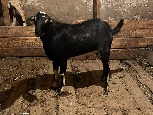 Cabro, Cabras — Kazajistán