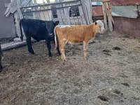 公牛, Cattle — 照片 1