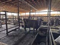 Kuh, Simmental cattle — Foto 3