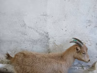 عنزة, Saanen goat — الصورة 2