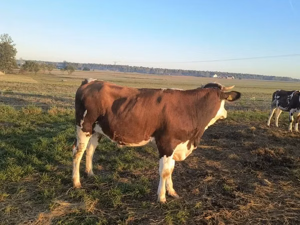 Kuh, Simmental cattle