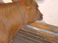 गाय, मवेशी — फ़ोटो 1