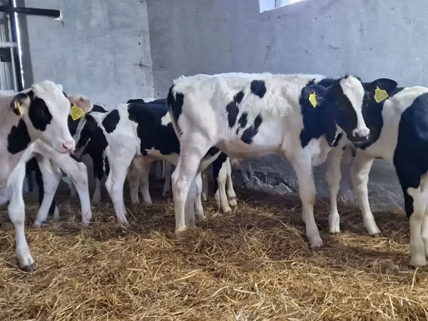 Bulle, Russian Black pied cattle