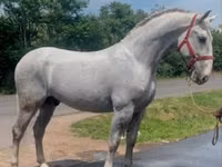 Horse (M), Lipizzaner — photo 2