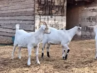 Cabro, Saanen goat — foto 1