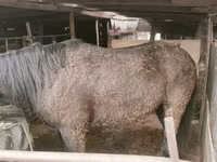 Caballo, Caballos — foto 4