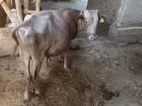 Bulle, Simmental cattle — Foto 6