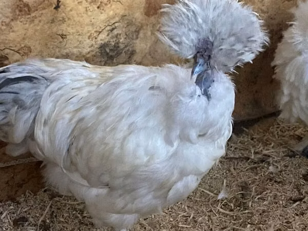 Seidenhuhn