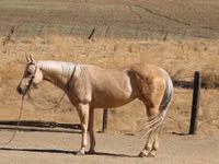 Stute, Quarter Horse — Foto 7
