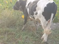 公牛, Holstein breed — 照片 2
