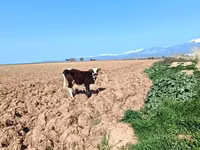 Bulle, Simmental cattle — Foto 1