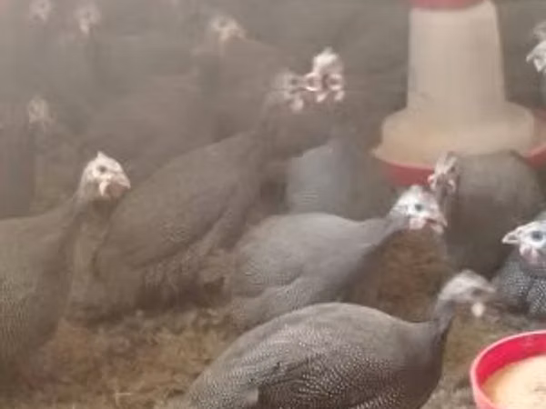 Perlgrau