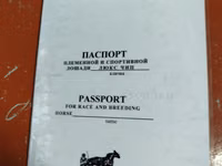 Hengst, French Trotter — Foto 6