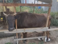 गाय, मवेशी — फ़ोटो 2