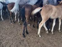 فرس, الخيول — الصورة 1