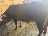 Bulle, Swiss cattle — Foto 3