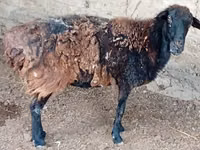 كبش, الأغنام — الصورة 5
