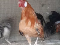Chickens — الصورة 2