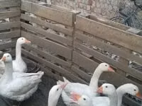 Geese — 2-сурет