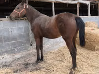 Stute, Thoroughbred horse — Foto 5