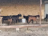 عنزة, الماعز — الصورة 6