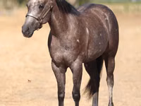 Mare, Quarter Horse — photo 4