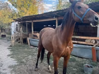Stute, Friesian sport horse — Foto 7