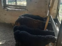 نعجة, Hissar sheep — الصورة 5