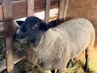 Widder, White Suffolk sheep — Foto 1