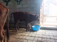 Cow, Cattle — photo 3