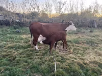Kuh, Latvian Blue cattle — Foto 1