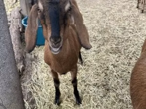 Ziege, Nubian Goat