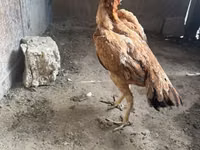 Chickens — Foto 1