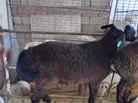 Carnero, Blackheaded Persian sheep — foto 3