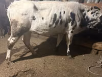 母牛, Russian Black pied cattle — 照片 3