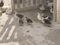 Turkeys — Foto 8