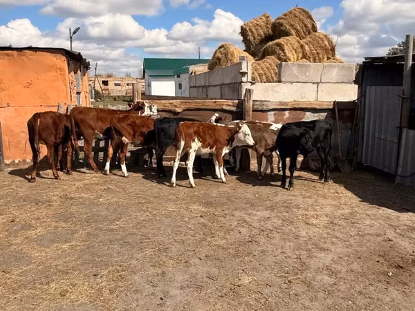 Rinder (Partie, Geschlecht nicht angegeben), Swiss cattle