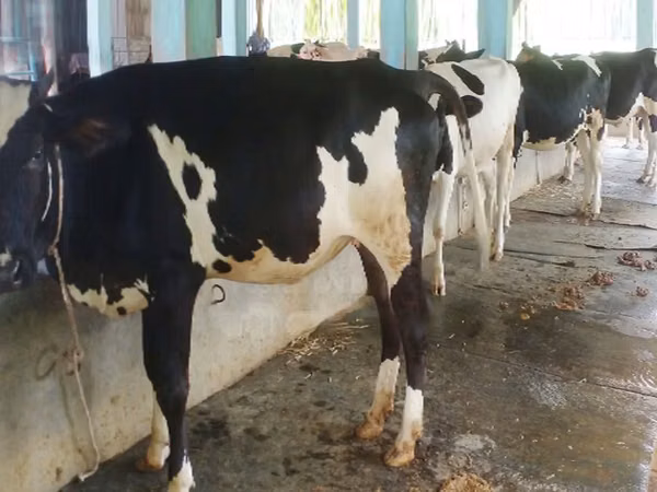 Kuh, Holstein-Rasse